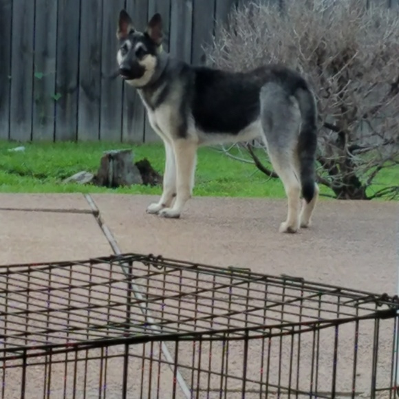 Profile Picture of Adrian Williams (@mrwilliams901) on Poshmark