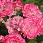 Profile Picture of Fred (@fredheathlan) on Instagram