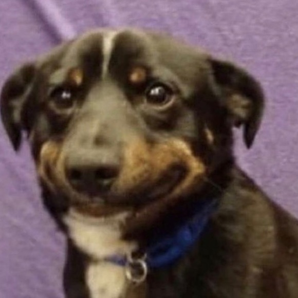 Profile Picture of Bella Joesting (@bjoesting) on Poshmark