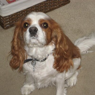 Profile Picture of Mike Gervase (@gervase1) on Twitter