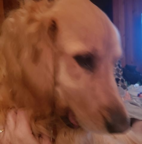 Profile Picture of Lora Eyster-kovacs (@sunbeam614) on Poshmark