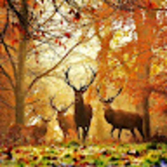 Profile Picture of Brian Giberti (@briangiberti) on Poshmark