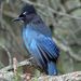 Profile Picture of BlueJay (@jaydavernekar) on Pinterest