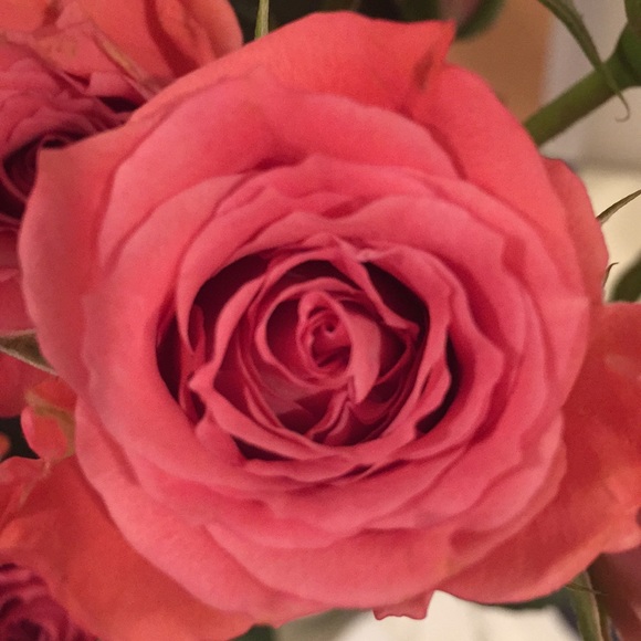 Profile Picture of Isabelle Lafontaine (@izzelafontaine) on Poshmark