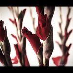 Profile Picture of Linus Cheung (@cheung_linus) on Instagram