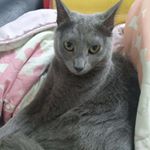 Profile Picture of 노란대문 빵이네ෆ⃛ (@bbang_yi_) on Instagram