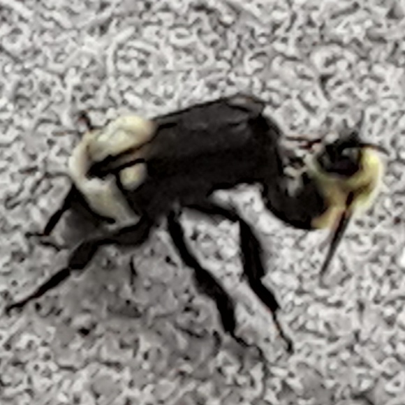 Profile Picture of Joseph Wagner (@josephwagner) on Poshmark