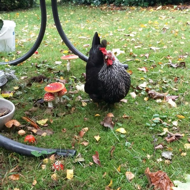 Profile Picture of Rocco♡Cora (@roccocora) on Tiktok