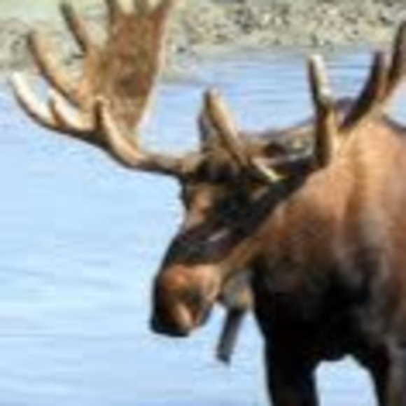 Will Gebauer - Poshmark Profile Picture of Will Gebauer (@willgebauer) on Poshmark