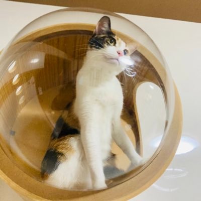 Profile Picture of よね (@Bob_Rabbits) on Twitter