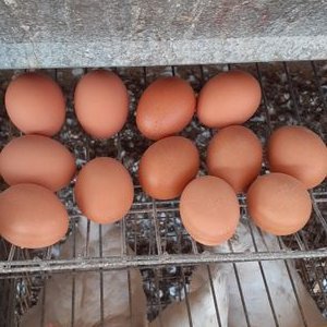 Profile Picture of Pat_egg-miner (@pat_egg) on Twitter
