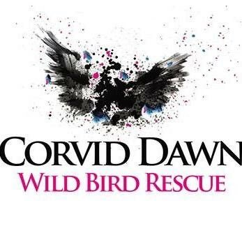 Profile Picture of Corvid Dawn Wild Bird Rescue (@CorvidR) on Twitter
