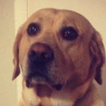 Profile Picture of Joe Jeffrey (@theonlyjefferson) on Instagram
