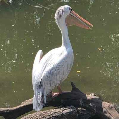Profile Picture of Adam Schweitzer (@SchweitzerAdam) on Twitter
