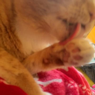 Profile Picture of Catherine Peltier (@CatPeltier) on Twitter