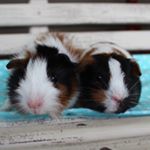 Profile Picture of Abby&Hazel🐹🐹💟 (@abby_and_hazel) on Instagram