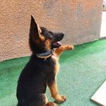 Profile Picture of jason blaze (@cute_puppies_awesome_animals) on Instagram