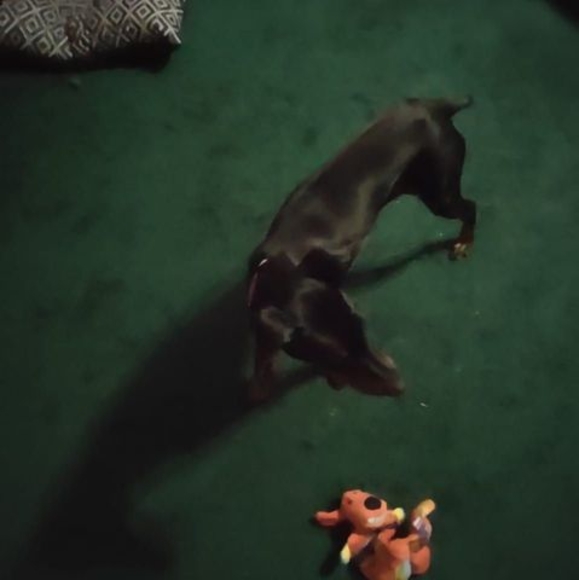 Profile Picture of Trisha Tyler (@trishatyler57) on Poshmark