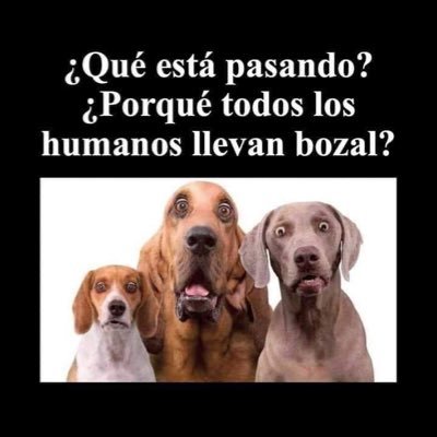Profile Picture of Gilberto Toledo (@Gilbert79546484) on Twitter