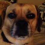 Profile Picture of Cody Charpentier (@hungry_puggle) on Instagram