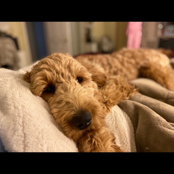 Profile Picture of Haley Ridgely (@haleyridgely) on Poshmark