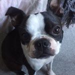 Profile Picture of Ralph Pickle (@ralph.boston.terrier) on Instagram