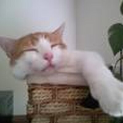 Profile Picture of Joyce McBride (@JoyceMMcBride) on Twitter