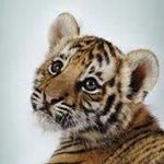 Profile Picture of Alexander Moll (@tiger_1804) on Instagram