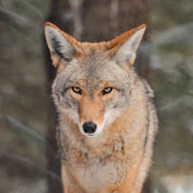 Profile Picture of Michael Rezek (@novavris4892) on Youtube