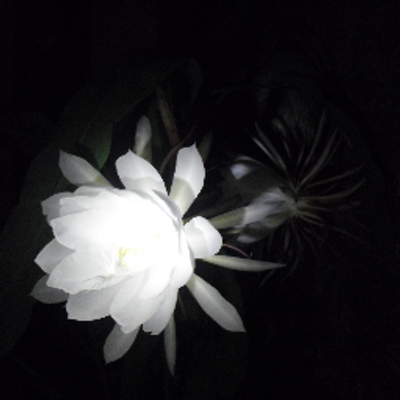 Profile Picture of Sonia Aleman (@soniaaleman4) on Twitter