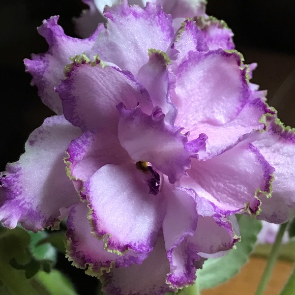 Profile Picture of Patricia Getha (@pgetha) on Poshmark