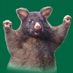 Profile Picture of Jason Noto (@jnoto42) on Instagram