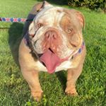 Profile Picture of Frank The English Bulldog 🇬🇧 (@frank_woofcus) on Instagram