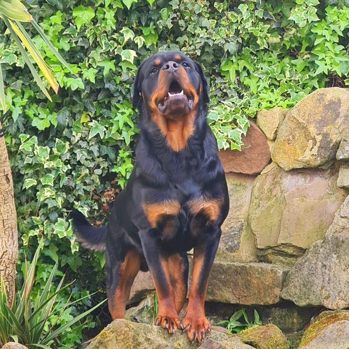 Profile Picture of derektalbotsmith (@derektalbotsmith) on Tiktok