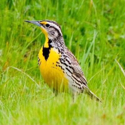 Profile Picture of Scott V McGinley (@mcginley_v) on Twitter