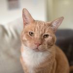 Profile Picture of Jael&Han’s Foster Kittens (@jkittensatl) on Instagram