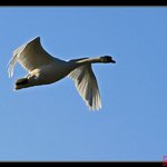 Profile Picture of Dwayne Marsh (@dwaynemarsh) on Instagram