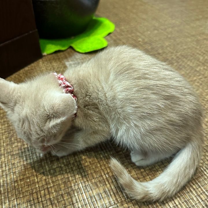 Profile Picture of PhyllisFord (@bucklyugb56) on Tiktok