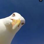 Profile Picture of Aaron Frei (@aaron.t.frei) on Instagram