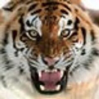 Profile Picture of Tommy Lee Ramage, Jr (@WileECoyote49) on Twitter