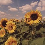 Profile Picture of addison_collins364 (@addison_collins364) on Instagram