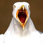 Profile Picture of Nathan Pettigrew (@nathanpettigrew6027) on Instagram