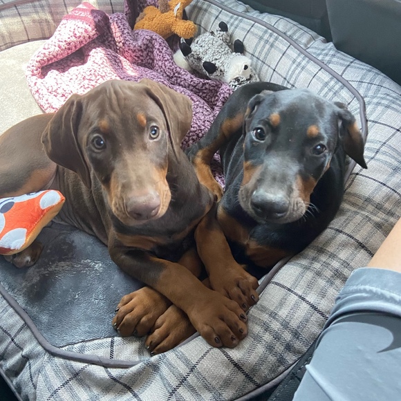 Profile Picture of Jeremy Ruiz (@laflama619) on Poshmark