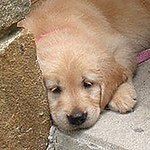 Profile Picture of Maya Leibovich (@ml_d3200) on Flickr