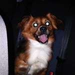 Profile Picture of tobias Anderson Gutiérrez (@tobimolamogollon) on Instagram