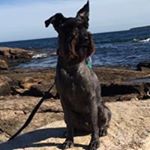 Profile Picture of Daniel Guttman (@guttmand) on Instagram