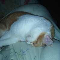 Profile Picture of Lisa Low Arrowood (@lisa-low-arrowood) on Quora