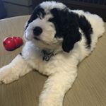 Profile Picture of George Brock (@sheepadoodlegeorge) on Instagram