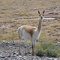 Profile Picture of Vicuña - Wikipediaon Wikipedia