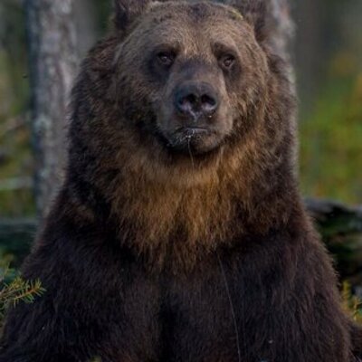 Profile Picture of ALEX SHERMAN BUDD (@ALEXJovial) on Twitter